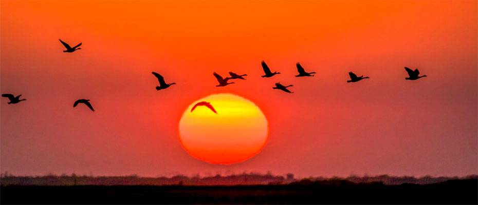 Vogelbeobachtung unter weitem Himmel in Manitoba - Lesen Sie die Nachrichten