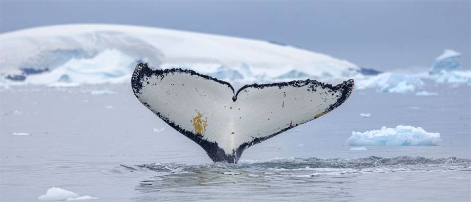 Von Kap zu Kap: Expeditionskreuzfahrt verbindet Walbeobachtung und Forschung - Lesen Sie die Nachrichten