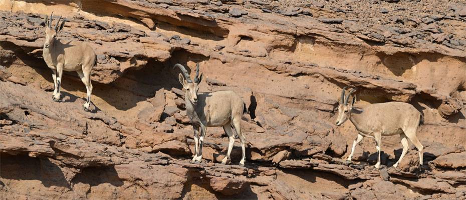 Hightech trifft Wildnis in AlUla - Lesen Sie die Nachrichten