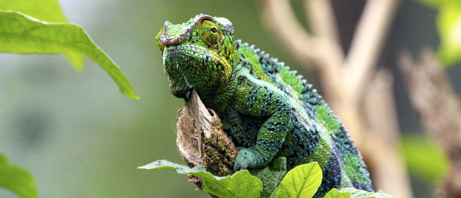 DIAMIR lädt Reisebüros zum Madagaskar-Webinar am 27. Februar 2026 ein - Lesen Sie die Nachrichten