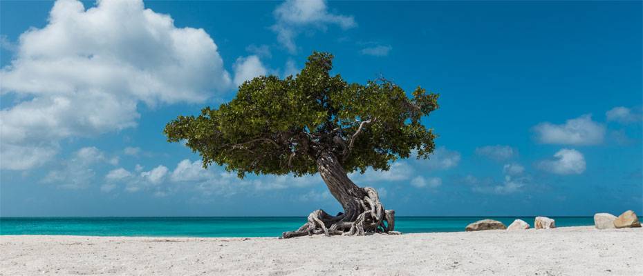 Tripadvisor kürt Eagle Beach auf Aruba zum besten Strand der Karibik - Lesen Sie die Nachrichten