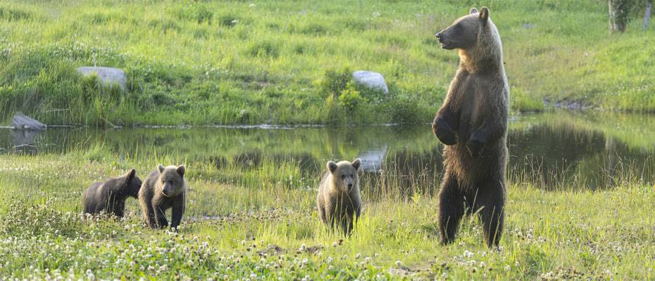 DIAMIR lädt Reisebüromitarbeiter zum FAMtrip nach Estland - Lesen Sie die Nachrichten