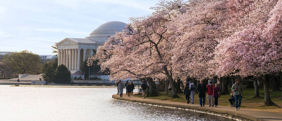 Kirschblüte taucht Washington, DC in zartes Rosa - Lesen Sie die Nachrichten