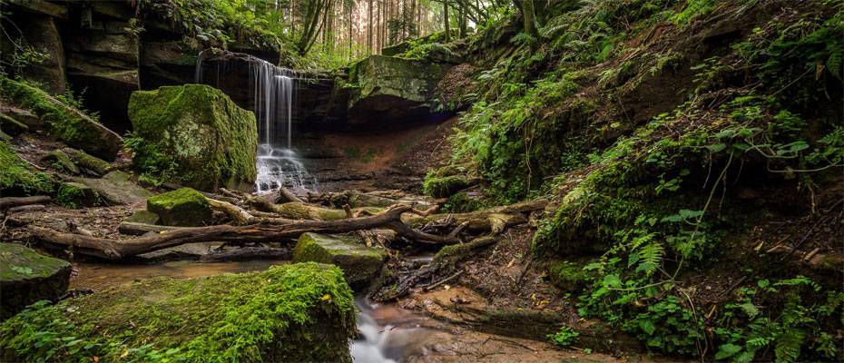Ranking: Das sind die beliebtesten Wälder Deutschlands 2026 - Lesen Sie die Nachrichten