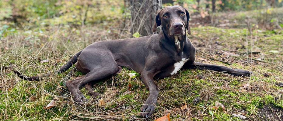 Dogsitting für Gäste: Die CARAVANSEREI startet neuen Service für Hundehalter - Lesen Sie die Nachrichten
