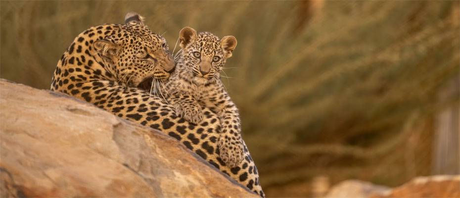 AlUla belebt seine Wüstenlandschaft durch ambitionierte Naturschutzprojekte - Lesen Sie die Nachrichten