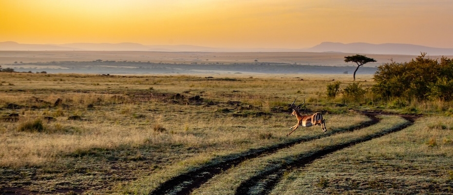 Kombination aus Safari-Abenteuer und Badeurlaub am Indischen Ozean - Haberi Oku?>