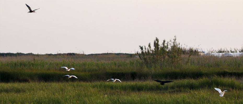 Milleyha Sulak Alanı göçmen kuşların önemli duraklarından biri - Haberi Oku