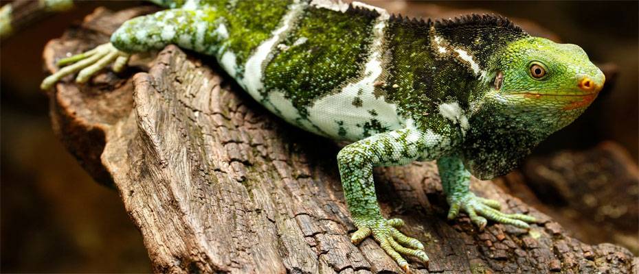 Six Senses Fiji supports relocation of endangered iguanas to neighbouring island - Lesen Sie die Nachrichten?>