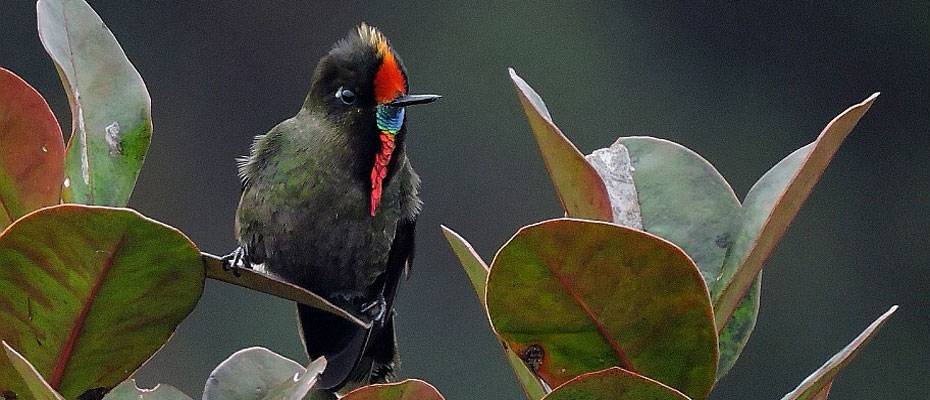 Colombia tops Global Big Day bird count once again - Lesen Sie die Nachrichten?>