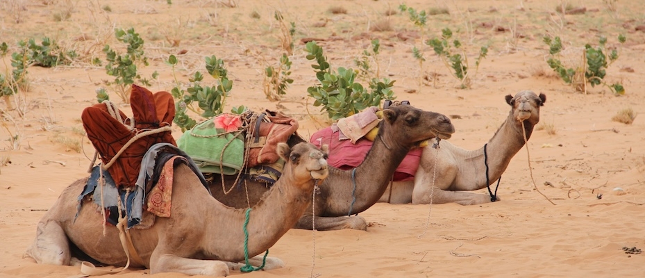 Chad and Mauritania lead in the Sahel and Southern Sahara - Lesen Sie die Nachrichten?>