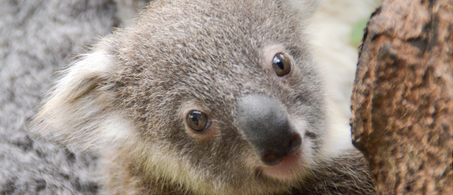 Rainforestation Nature Park begrüßt Koala-Weibchen Jubilee - Lesen Sie die Nachrichten