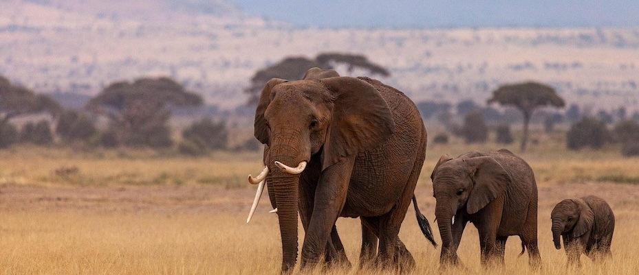 Afrika bewegt und berührt - Lesen Sie die Nachrichten