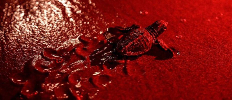 Fethiye kıyılarında deniz kaplumbağaları için kırmızı ışık dönemi - Haberi Oku