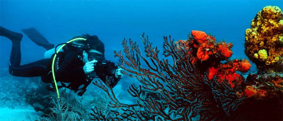 Tobago präsentiert sich als vielseitiges Tauchrevier der Karibik - Lesen Sie die Nachrichten