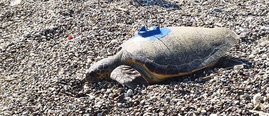 Antalya'da uydu vericisi takılan iki caretta caretta denizle buluştu - Lesen Sie die Nachrichten?>