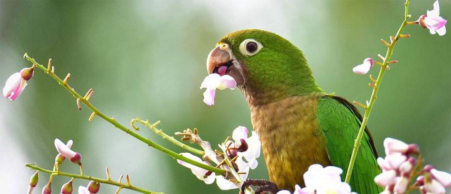 Bird Watching begeistert immer mehr Reisende - Lesen Sie die Nachrichten