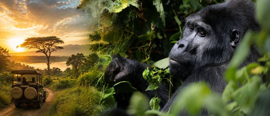 DIAMIR lädt Reiseprofis zu FAMtrip durch Uganda ein - Lesen Sie die Nachrichten