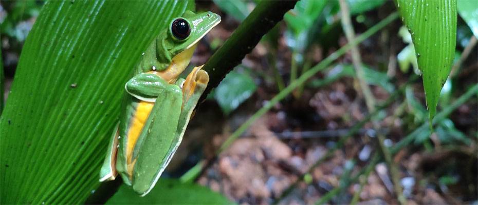 TUI Care Foundation baut Artenschutzprojekt in Costa Rica aus - Lesen Sie die Nachrichten