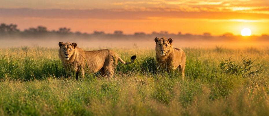 Namibia: Vestige eröffnet erste Afrika-Lodge im Khaudum-Nationalpark - Lesen Sie die Nachrichten