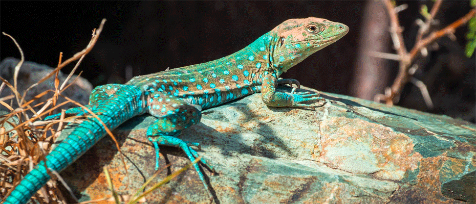 Aruba: Seltene Tierarten machen die Karibikinsel zum Naturreiseziel - Lesen Sie die Nachrichten
