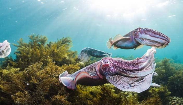 Einzigartige Eyre Peninsula: Wo der Ozean auf das Outback trifft