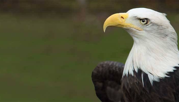 Oregons tierische Weggefährten 