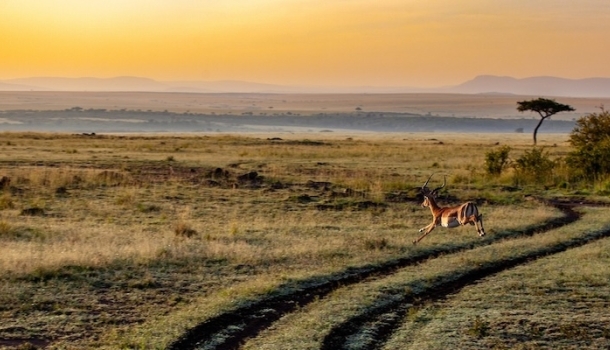 Kenia kennenlernen mit Naturerlebnissen zwischen Savanne und Kilimanjaro