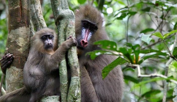 Mit DIAMIR nach Gabun: Expedition ins ‘vergessene Paradies’