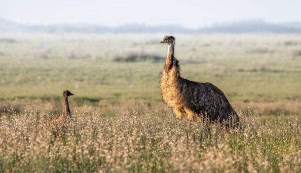 Flinders Ranges and Outback zählen laut Lonely Planet zu den besten Reisezielen der Welt - Lesen Sie die Nachrichten