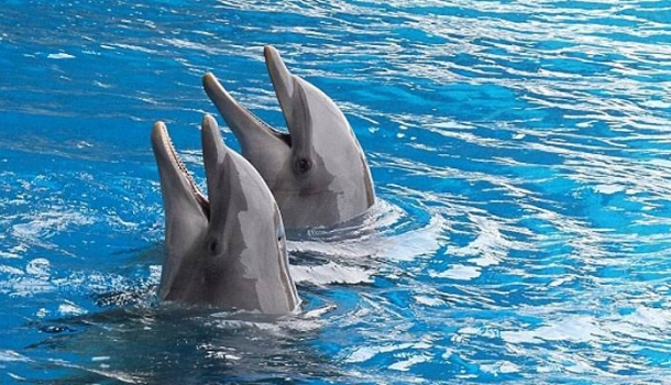 DERTOUR Group, esaret altındaki deniz memelileriyle yapılan tüm turları iptal ediyor