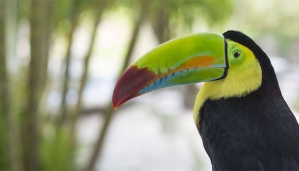 Von Faultier bis Jaguar: Acht Orte für unvergessliche Tierbegegnungen in Costa Rica - Lesen Sie die Nachrichten