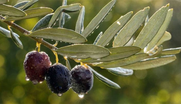 Die Olivenernte in der Ägäis – ein Jahreszeitenritual für Genießer - Lesen Sie die Nachrichten