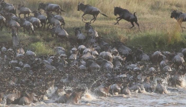 Kenya Yaban Hayatı Servisi, Masai Mara’daki Ritz-Carlton oteline yönelik iddiaları yalanladı