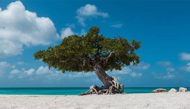 Aruba zählt zu den besten Reisezielen der Karibik - Lesen Sie die Nachrichten