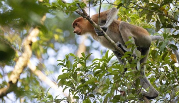 DIAMIR Erlebnisreisen organisiert FAMtrip nach Malaysia