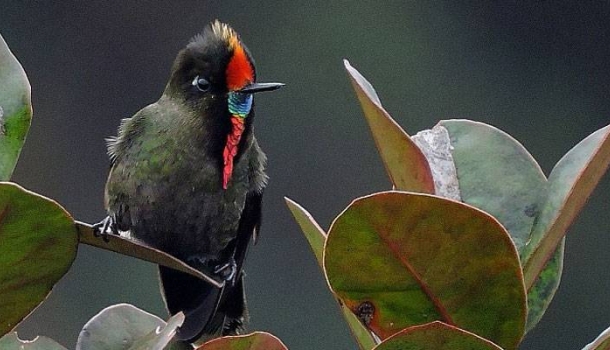 Colombia tops Global Big Day bird count once again - Read the News