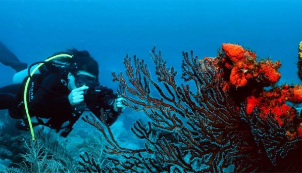 Tobago präsentiert sich als vielseitiges Tauchrevier der Karibik - Lesen Sie die Nachrichten