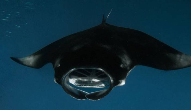 Sun Siyam Olhuveli bietet Nachtschnorcheln mit Mantarochen an - Lesen Sie die Nachrichten