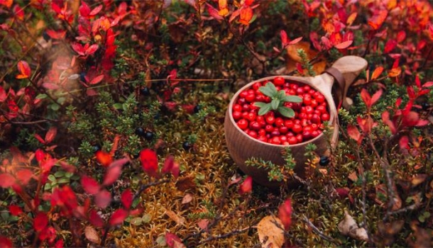 Ruska und Nordlichter prägen Finnlands Herbst - Lesen Sie die Nachrichten