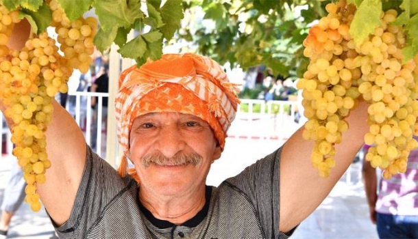 Urla’da 2600 yıllık bağbozumu geleneği yeniden canlanıyor - Haberi Oku