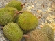 Malaysia Leads the Charge on Trending Durian Tourism with Newly Announced Travel Experiences