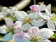 Mit Neckermann Reisen zur Mandelblüte nach Mallorca