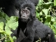 Gorilla-Tracking in Uganda