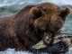 Wo Bären Lachse fischen: Expeditionen rund um Vancouver Island und Alaska