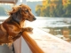 Flusskreuzfahrt mit Hund: sonnenklar.TV bietet Reisen auf der Donau mit Vierbeinern