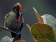 Colombia tops Global Big Day bird count once again