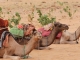 Chad and Mauritania lead in the Sahel and Southern Sahara