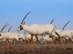 Omans Tierwelt zeigt sich nur den Geduldigen