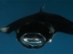 Sun Siyam Olhuveli bietet Nachtschnorcheln mit Mantarochen an